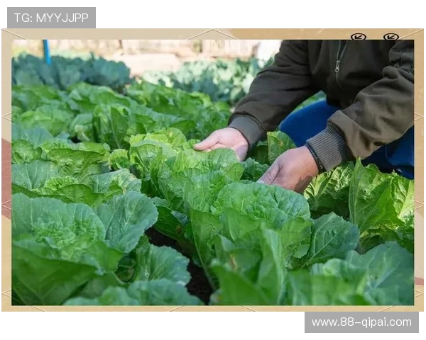 揭秘白菜冠军论坛策略：如何在投资中获得成功